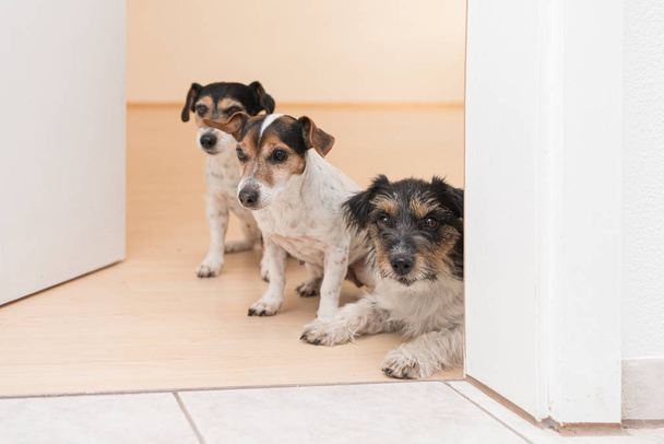 grupa trzech uroczych małych bezczelnych Jack Russell Terrier kłamie  - Zdjęcie, obraz