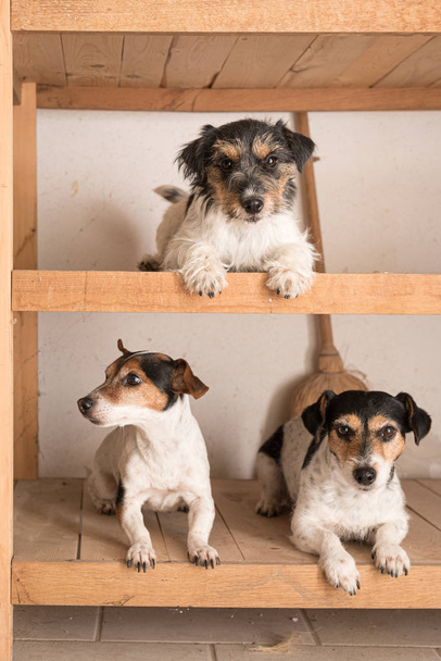 Χαριτωμένα τρία μικρά καθαρόαιμα σκυλιά Τζακ Ράσελ Τεριέ ψεύδονται. - Φωτογραφία, εικόνα