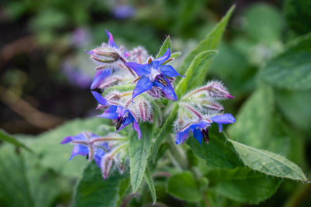 Niebieskie bernagie kwiaty i owłosione liście - zbliżenie - Zdjęcie, obraz