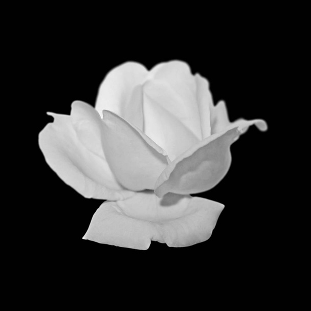 Красива біла троянда ізольована на чорному тлі
 - Фото, зображення
