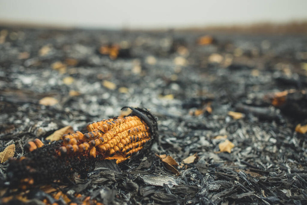 Kukoricacsipeszt egy felelőtlenül égett mezőn, ami hamuvá változott. Égetett kukoricamező betakarítás után - Fotó, kép