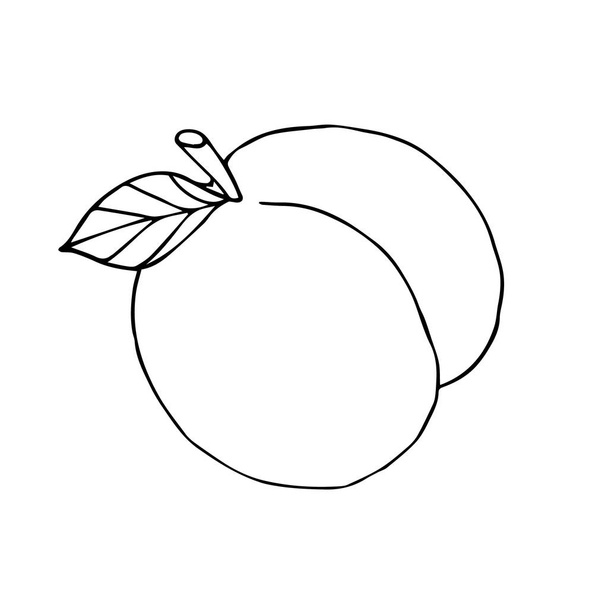 Vector hand drawn sketch doodle outline peach isolated on white background - Vetor, Imagem