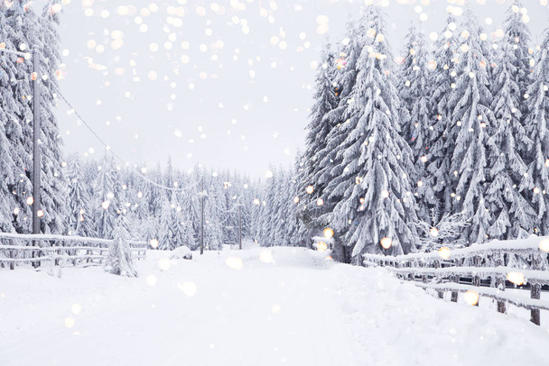 téli csodaország havas fenyők táj - Fotó, kép