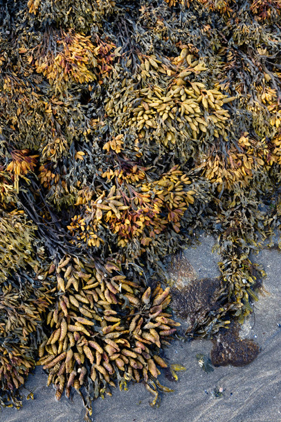 Bexiga wrack algas marinhas crescendo na costa arenosa e visível a baixa
  - Foto, Imagem