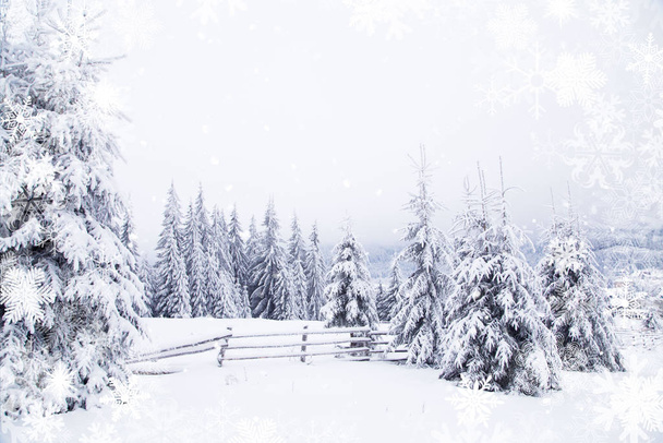 Kış harikalar diyarı karlı köknar ağaçları manzara - Fotoğraf, Görsel