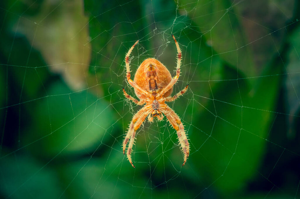 Большой оранжевый паук на паутине с размытыми зелеными листьями на заднем плане
 - Фото, изображение