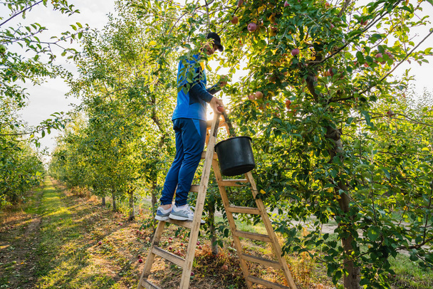 Genç çiftçi bahçede elma topluyor, merdivenlerde duruyor. - Fotoğraf, Görsel