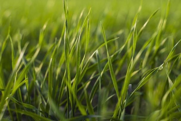 Young wheat seedlings growing on a field in autumn. Young green wheat growing in soil. Agricultural proces. Close up on sprouting rye agriculture on a field sunny day with blue sky. Sprouts of rye. - Foto, Imagen