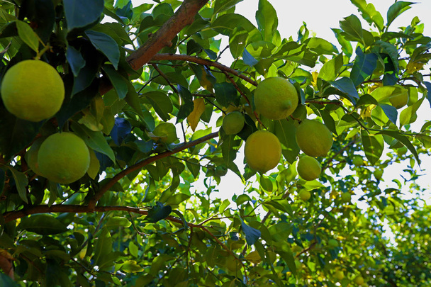 Citrom (Citrus citrom) fák és bogyók a kertben. - Fotó, kép