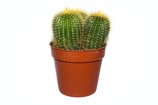 Kaktus kattilassa valkoisella pohjalta.Kolme pientä kaktusta yhdessä potissa
. - Valokuva, kuva