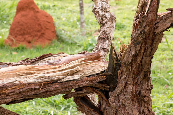ein kleiner Baum, der in zwei Teile zerbrach und während eines Gewitters mit orkanartigen Winden umstürzte - Foto, Bild