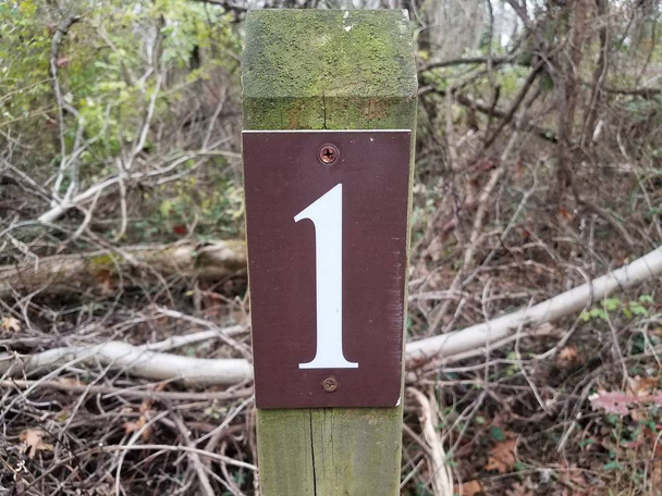 il numero 1 su palo di legno in foresta o boschi - Foto, immagini