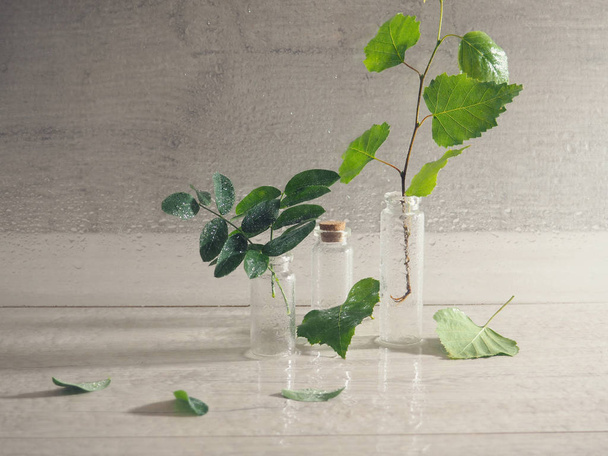 botella con una planta en el interior, gotas de lluvia en las ramas y en el fondo, luz contrastiva
 - Foto, imagen