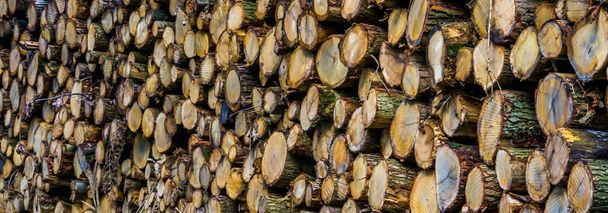 detailní záběr na hromadu dřeva, vzor řezané kmen stromu, dřevo do krbu a odlesňování pozadí - Fotografie, Obrázek