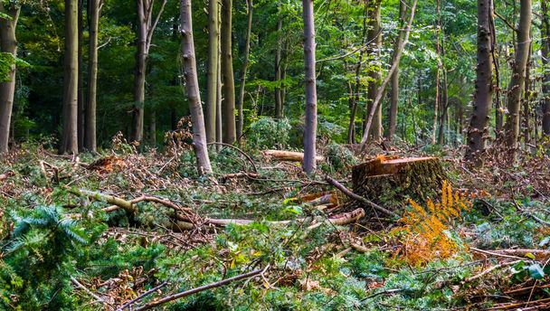 Bredan liesbos-metsän maisema metsän hävittämisen aikana ylläpitoa varten, kaatuneen puun kanto ja oksat
 - Valokuva, kuva