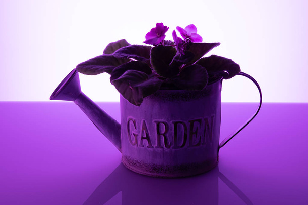 annaffiamento viola in vaso può sfondo viola
 - Foto, immagini