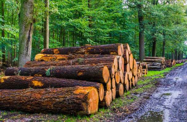 velké kmeny stromů nahromaděné v liesbos lesa Breda, Nizozemsko - Fotografie, Obrázek