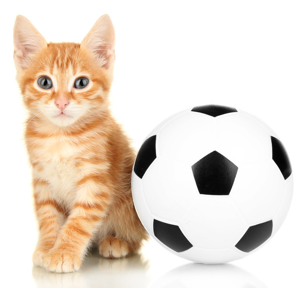 Cute little red kitten and football - Photo, Image