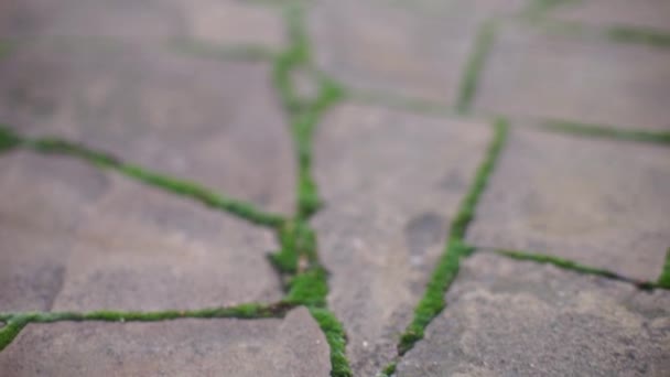 wegdek gemaakt van natuursteen met groen mos in naden, close-up review. - Video