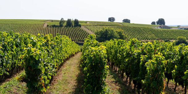 Panorama of Wine fields of Bordeaux french vine in Saint emilion hill - Photo, Image