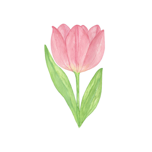 Una tierna flor de tulipán rosa sobre el fondo blanco, un solo objeto
 - Foto, Imagen