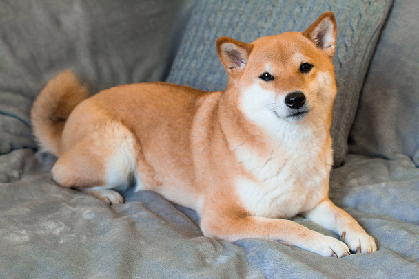 Red dog breed Shiba inu is lying on the grey sofa at home - 写真・画像