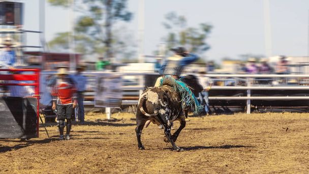 Kowboj jeżdżący na byku w Rodeo - Zdjęcie, obraz