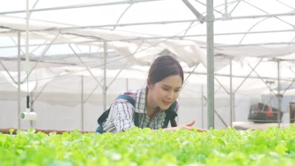 Vidám fiatal vonzó ázsiai hölgy gazda betakarítás zöld tölgy hidroponikus növényi gazdaság üvegház kertben reggel. Mezőgazdaság biogazdálkodás az egészségügyben, Vegán élelmiszerek, Kisvállalkozás koncepció. - Felvétel, videó