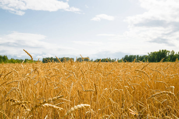 A lot of golden spikelets on a wheat field - Foto, Imagem