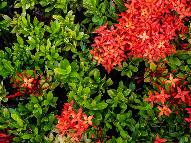Gyönyörű piros tüske virág zöld levelek háttér. - Fotó, kép