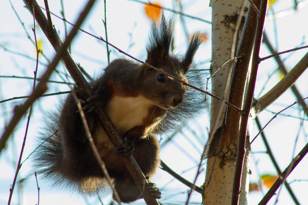Weißbrusthörnchen sitzt auf einem Baum. Herbst, am Ufer hat keine Blätter, und Eichhörnchen sucht Nahrung auf einem Ast sitzend. schöne Tierfotos. - Foto, Bild