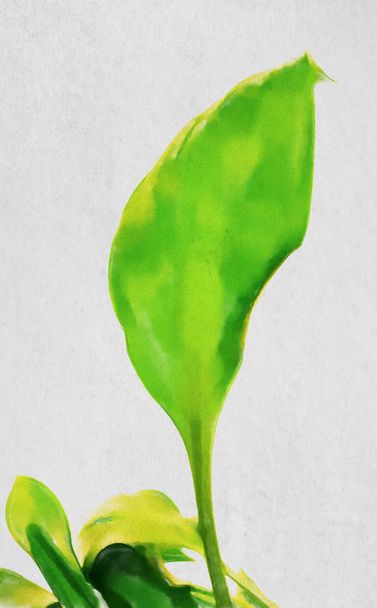 watercolor colorful illustration, green leaf - Photo, Image