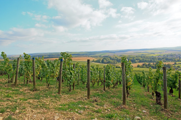 αμπελώνες, chablis burgundy Γαλλία - Φωτογραφία, εικόνα