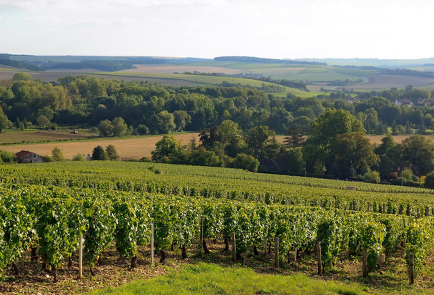 Виноградник на склонах горы Шабли (Бургундия, Франция)
) - Фото, изображение
