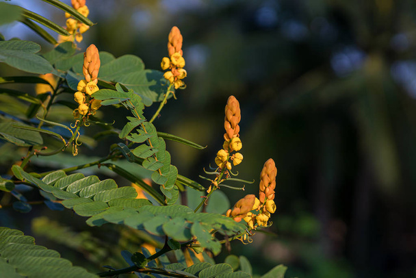 Candle bush flowers in the plantation . Beautiful Senna alata plant.Also known as emperor's candlesticks,candle bush. candle bush flower or ringworm bush in the forest with nature blurry background. - Fotografie, Obrázek