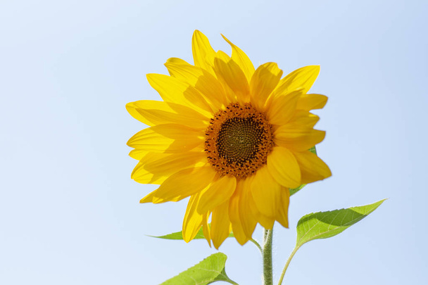 Blooming sunflower against the blue sky. Close-up - Photo, Image