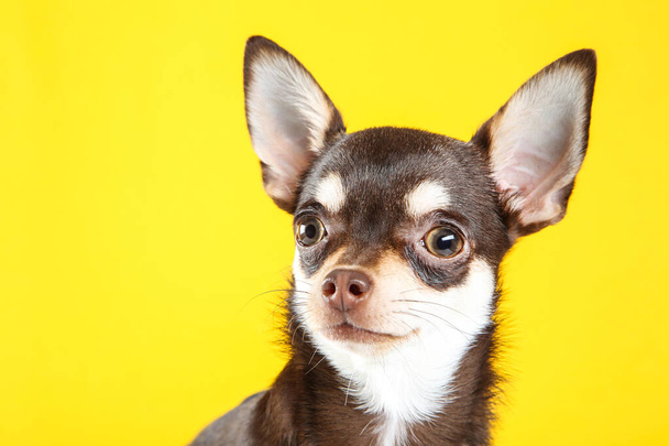 Chihuahua dog on yellow background - Фото, зображення