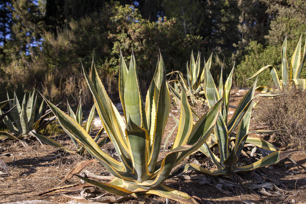 Rows of Agave Americana Variegata on a blurred background - Photo, Image