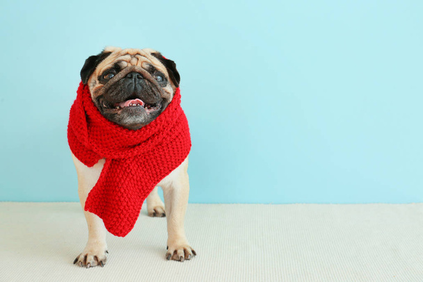 Cute pug dog wrapped in warm scarf near color wall - Fotoğraf, Görsel