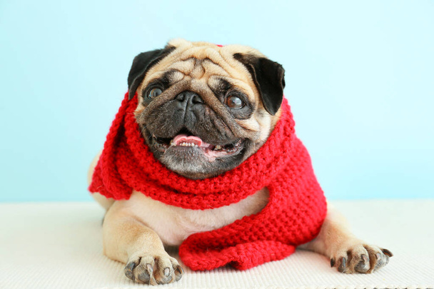 Cute pug dog wrapped in warm scarf near color wall - Photo, Image