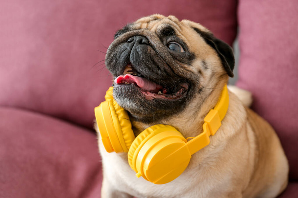 Leuke pug hond met hoofdtelefoon op de bank thuis - Foto, afbeelding