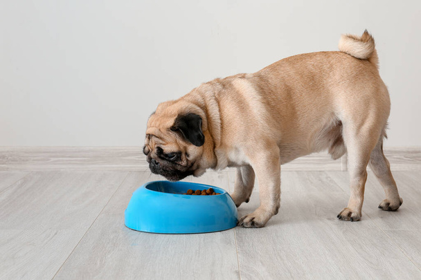 Cute pug dog eating food from bowl at home - Foto, afbeelding