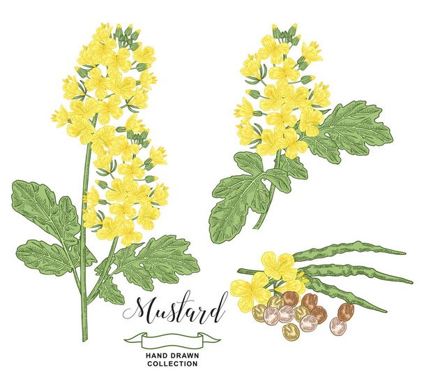 Mustard plant collection. Colorful flowers, pod and seeds of mustard isolated on white background. Vector illustration botanical. Vintage engraving style. - Вектор,изображение