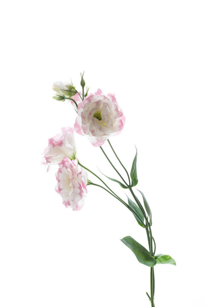 beautiful pink lisianthus flowers isolated on white - Foto, Imagen