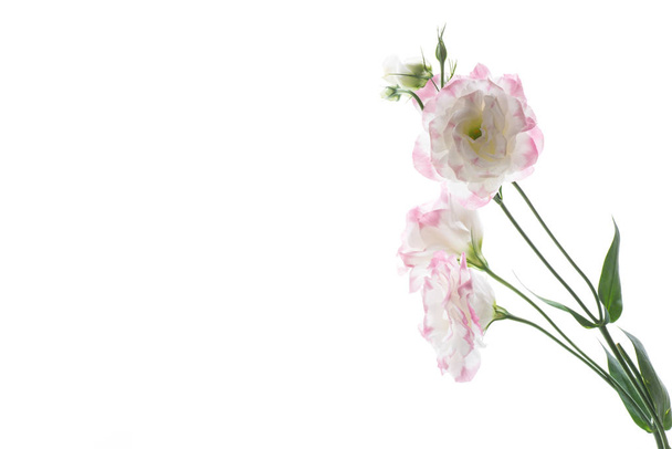beautiful pink lisianthus flowers isolated on white - Foto, Imagem