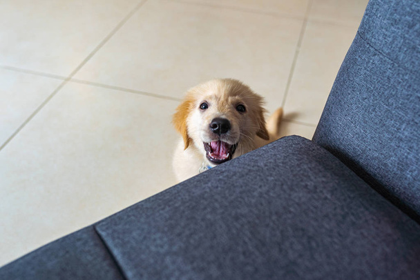 Angry golden puppy sitting next to sofa and barking - Φωτογραφία, εικόνα