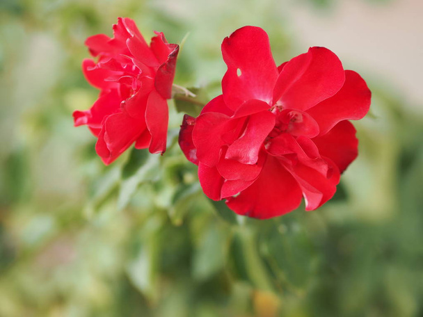 Rose Flower colore rosso disposizione Bellissimo bouquet su sfocato della natura sfondo simbolo amore San Valentino
 - Foto, immagini