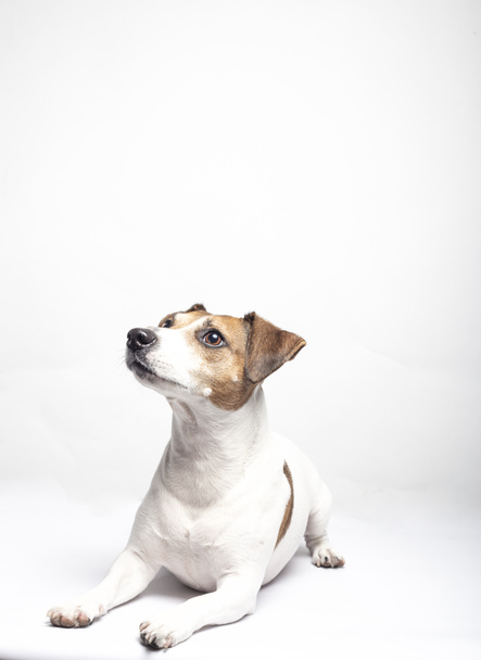 Portrait of dog breed Jack Russell Terrier lying on the floor on white background with copy space. - Photo, Image