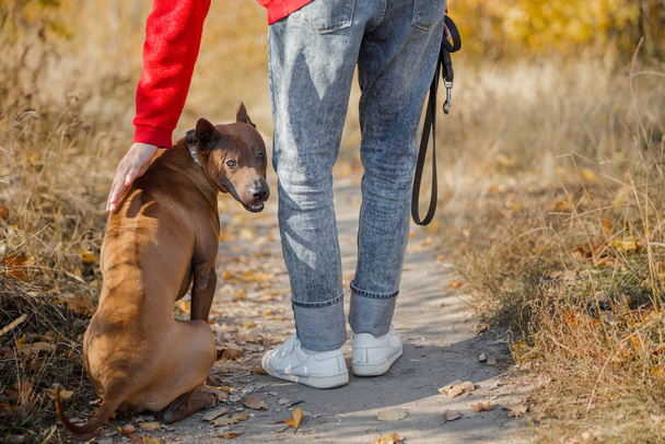 Dog sitting on the path and man touching him stock photo - 写真・画像