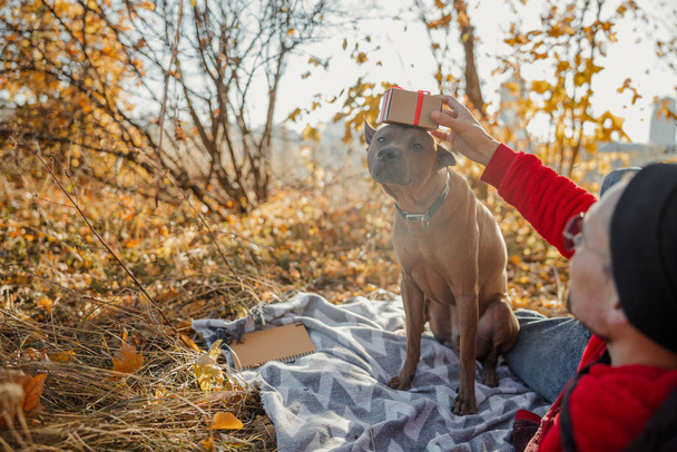 Propietario divirtiéndose con perro y caja de papel stock foto
 - Foto, Imagen